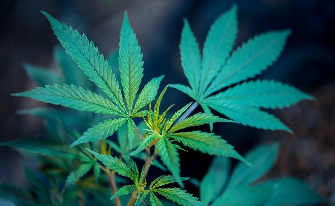 Cannabis
