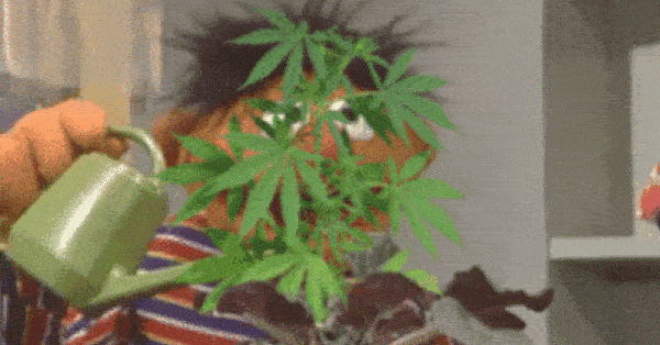 Ernie