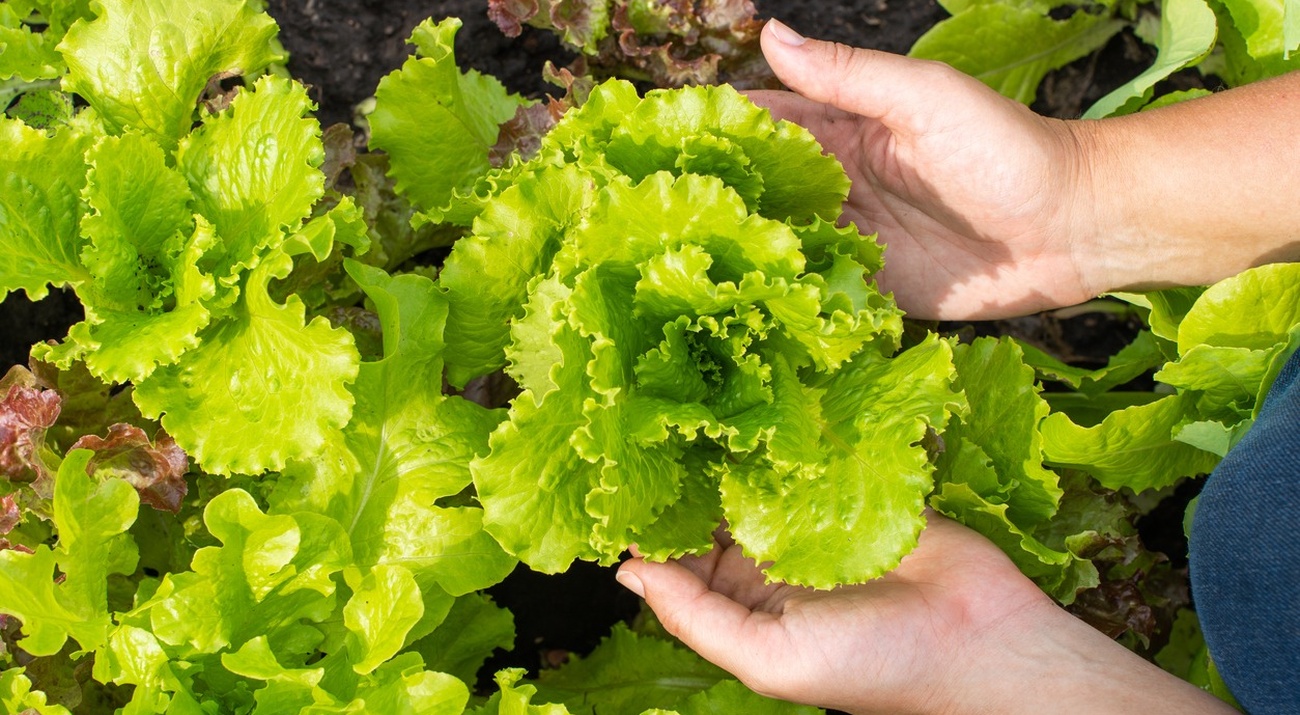 Leafy Greens And Salad